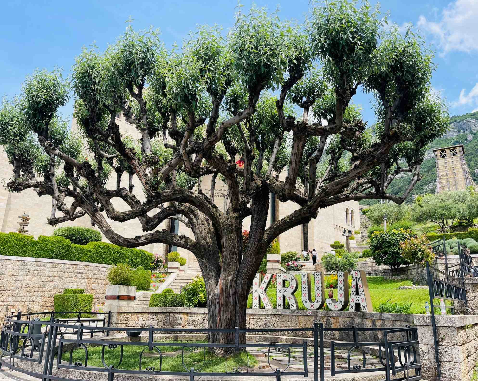 Noteworthy tree in fenced in area at Kruja, Albania with castles behind